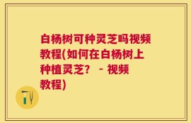 白杨树可种灵芝吗视频教程(如何在白杨树上种植灵芝？ - 视频教程)