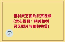 棺材灵芝图片欣赏视频(赏心悦目！精美棺材灵芝照片与视频共赏)