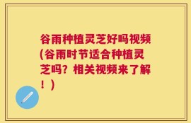 谷雨种植灵芝好吗视频(谷雨时节适合种植灵芝吗？相关视频来了解！)