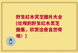 野生红木灵芝图片大全(壮观的野生红木灵芝图集，欣赏这些自然奇观！)