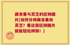 藏青果与灵芝的区别图片(如何分辨藏青果和灵芝？看这张区别图片就能轻松辨别！)