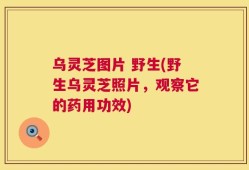 乌灵芝图片 野生(野生乌灵芝照片，观察它的药用功效)