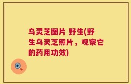 乌灵芝图片 野生(野生乌灵芝照片，观察它的药用功效)