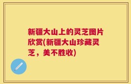 新疆大山上的灵芝图片欣赏(新疆大山珍藏灵芝，美不胜收)