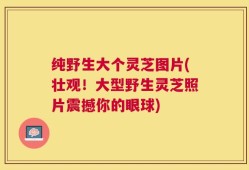 纯野生大个灵芝图片(壮观！大型野生灵芝照片震撼你的眼球)