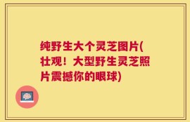 纯野生大个灵芝图片(壮观！大型野生灵芝照片震撼你的眼球)