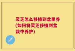 灵芝怎么移植到盆里养(如何将灵芝移植到盆栽中养护)