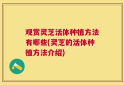 观赏灵芝活体种植方法有哪些(灵芝的活体种植方法介绍)