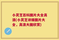小灵芝百科图片大全高清(小灵芝详细图片大全，高清大图欣赏)