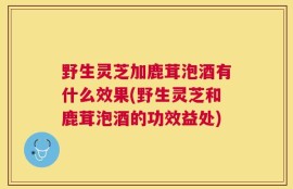 野生灵芝加鹿茸泡酒有什么效果(野生灵芝和鹿茸泡酒的功效益处)