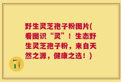 野生灵芝孢子粉图片(看图识“灵”！生态野生灵芝孢子粉，来自天然之源，健康之选！)