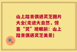 山上踏青偶遇灵芝图片大全(走进大自然，惊喜“灵”现眼前：山上踏青偶遇灵芝美景)