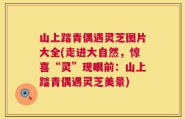 山上踏青偶遇灵芝图片大全(走进大自然，惊喜“灵”现眼前：山上踏青偶遇灵芝美景)