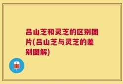吕山芝和灵芝的区别图片(吕山芝与灵芝的差别图解)