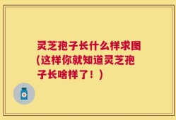 灵芝孢子长什么样求图(这样你就知道灵芝孢子长啥样了！)