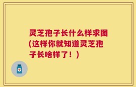 灵芝孢子长什么样求图(这样你就知道灵芝孢子长啥样了！)