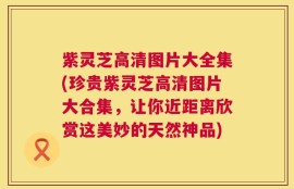 紫灵芝高清图片大全集(珍贵紫灵芝高清图片大合集，让你近距离欣赏这美妙的天然神品)