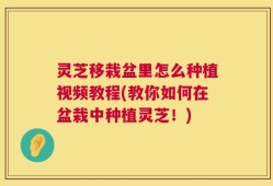 灵芝移栽盆里怎么种植视频教程(教你如何在盆栽中种植灵芝！)