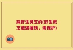 踩野生灵芝的(野生灵芝遭遇摧残，需保护)