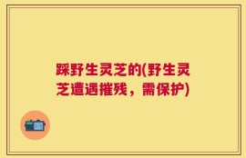 踩野生灵芝的(野生灵芝遭遇摧残，需保护)