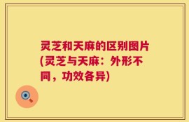 灵芝和天麻的区别图片(灵芝与天麻：外形不同，功效各异)