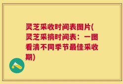 灵芝采收时间表图片(灵芝采摘时间表：一图看清不同季节最佳采收期)