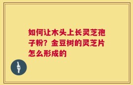 如何让木头上长灵芝孢子粉？金豆树的灵芝片怎么形成的