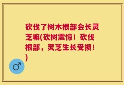 砍伐了树木根部会长灵芝嘛(砍树震惊！砍伐根部，灵芝生长受损！)