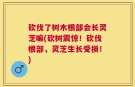 砍伐了树木根部会长灵芝嘛(砍树震惊！砍伐根部，灵芝生长受损！)