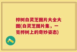 桦树白灵芝图片大全大图(白灵芝图片集，一览桦树上的奇妙姿态)