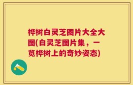 桦树白灵芝图片大全大图(白灵芝图片集，一览桦树上的奇妙姿态)