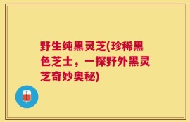 野生纯黑灵芝(珍稀黑色芝士，一探野外黑灵芝奇妙奥秘)