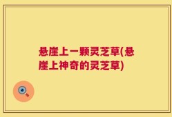 悬崖上一颗灵芝草(悬崖上神奇的灵芝草)