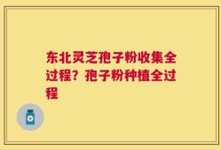 东北灵芝孢子粉收集全过程？孢子粉种植全过程