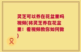 灵芝可以养在花盆里吗视频(将灵芝养在花盆里！看视频教你如何做)