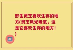 野生灵芝喜欢生存的地方(灵芝风光吸氧，这是它喜欢生存的地方！)