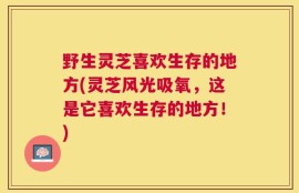 野生灵芝喜欢生存的地方(灵芝风光吸氧，这是它喜欢生存的地方！)
