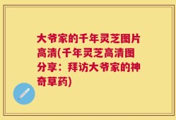 大爷家的千年灵芝图片高清(千年灵芝高清图分享：拜访大爷家的神奇草药)