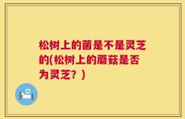 松树上的菌是不是灵芝的(松树上的蘑菇是否为灵芝？)