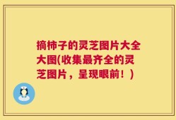 摘柿子的灵芝图片大全大图(收集最齐全的灵芝图片，呈现眼前！)