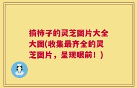 摘柿子的灵芝图片大全大图(收集最齐全的灵芝图片，呈现眼前！)