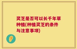 灵芝是否可以长千年草种植(种植灵芝的条件与注意事项)