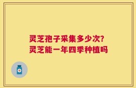 灵芝孢子采集多少次？灵芝能一年四季种植吗