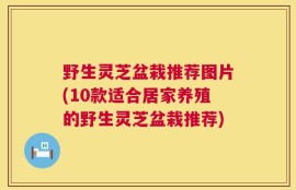 野生灵芝盆栽推荐图片(10款适合居家养殖的野生灵芝盆栽推荐)