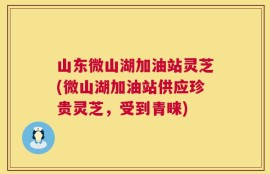 山东微山湖加油站灵芝(微山湖加油站供应珍贵灵芝，受到青睐)