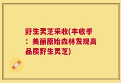 野生灵芝采收(丰收季：美丽原始森林发现高品质野生灵芝)