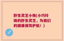 野生灵芝小株(小巧玲珑的野生灵芝，为我们的健康保驾护航！)