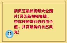 摘灵芝最新视频大全图片(灵芝新视频集锦，带你领略奇妙的药用价值，共赏最美的自然风光)