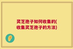灵芝孢子如何收集的(收集灵芝孢子的方法)