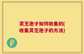 灵芝孢子如何收集的(收集灵芝孢子的方法)